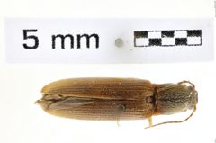 Foto (Dorsalansicht) von Athous brightwelli (NHMW-ZOO-COL-0008571)